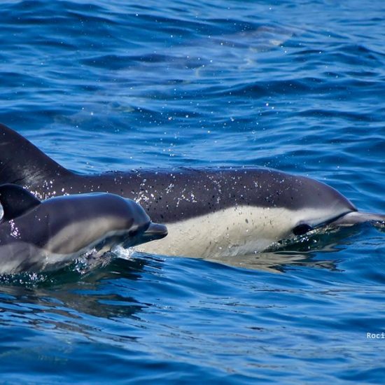 Dolphin Adventure