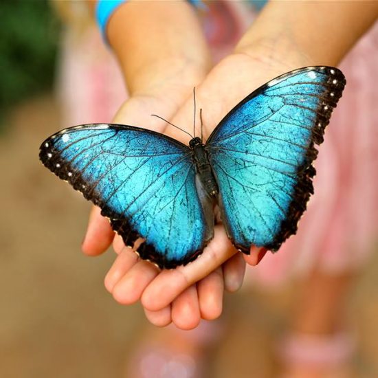 Mariposario Benalmadena Butterfly Park