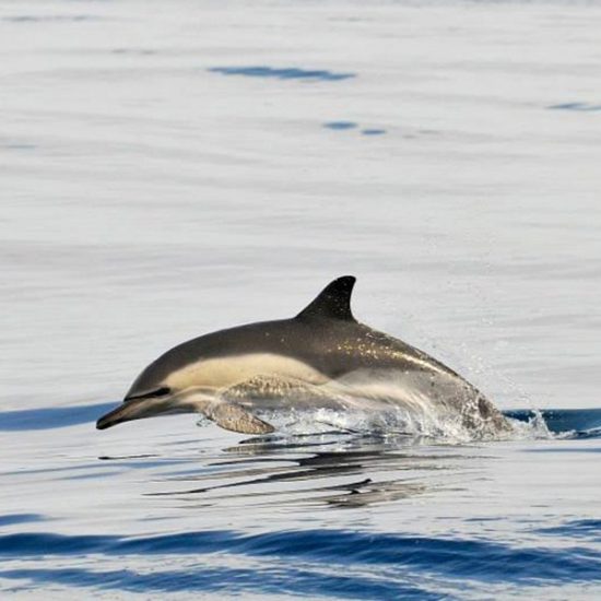 Turmares Whale Watching