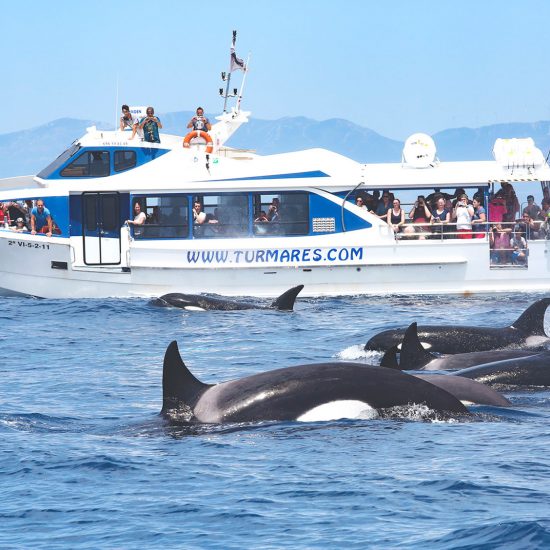 Turmares Whale Watching